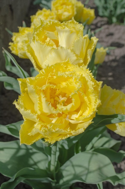 Tulip Mon Amour Tulipano giallo con doppia frangia