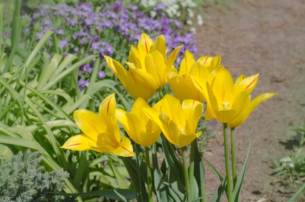 Tulip Yellow Bellezza di sfilata Bellissimi tulipani gialli Bellissimo letto di fiori di tulipani gialli