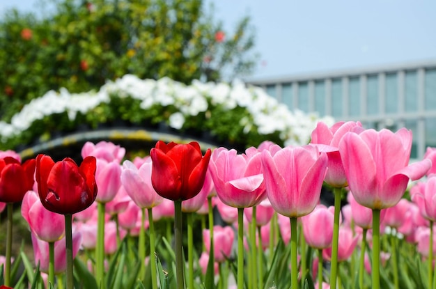 Tulipa comune Liliaceae Tulipano