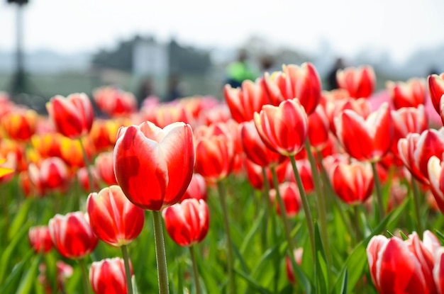 Tulipa comune Liliaceae Tulipano