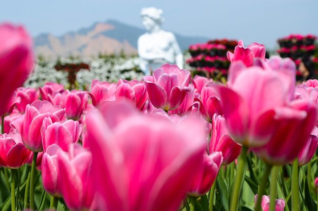 Tulipa comune Liliaceae Tulipano