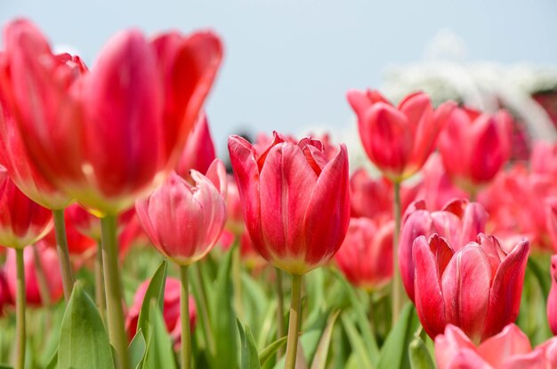 Tulipa comune Liliaceae Tulipano