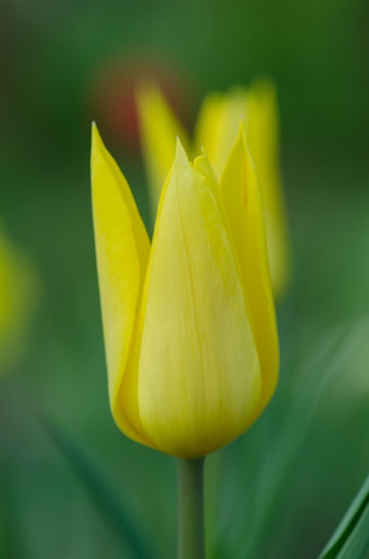 Tulipa fiore Seattle all'aperto Lily fioritura tulipano colorato