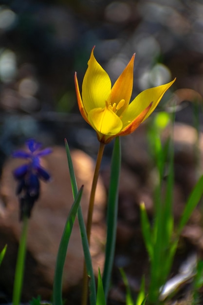 Tulipa sylvestris ssp australis