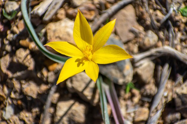 Tulipa sylvestris ssp australis