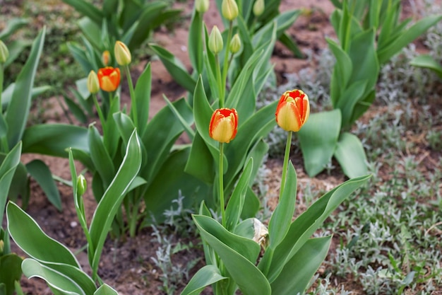 Tulipani arancioni e rossi su un'aiuola