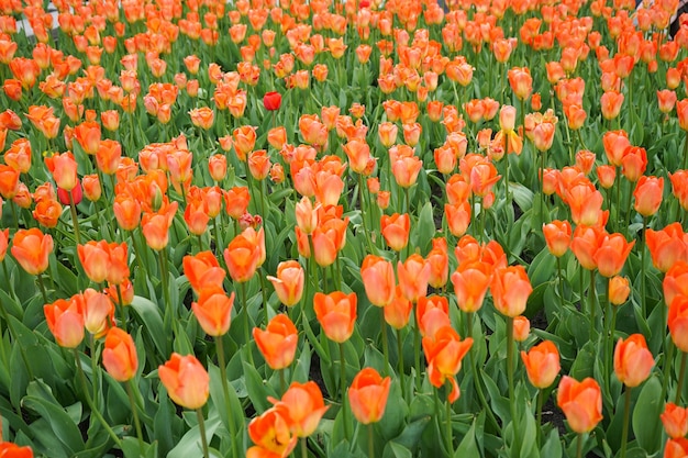 Tulipani arancioni in fiore in aiuola, distesi.