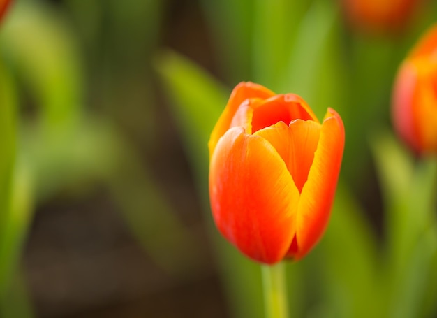 Tulipani arancioni in giardino