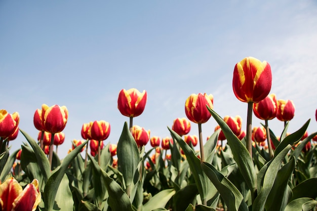 Tulipani bella primavera sul campo