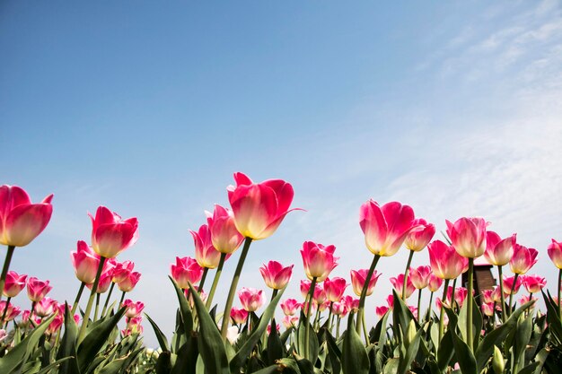 Tulipani bella primavera sul campo