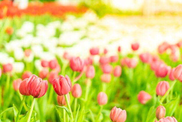 Tulipani belli e colorati in giardino