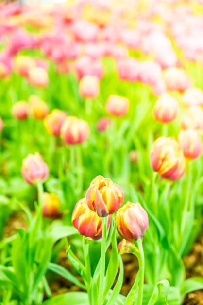 Tulipani belli e colorati in giardino