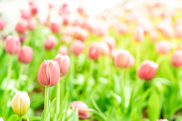 Tulipani belli e colorati in giardino