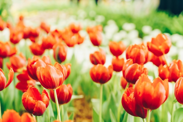 Tulipani belli e colorati in giardino