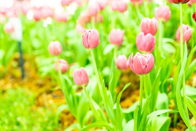 Tulipani belli e colorati in giardino