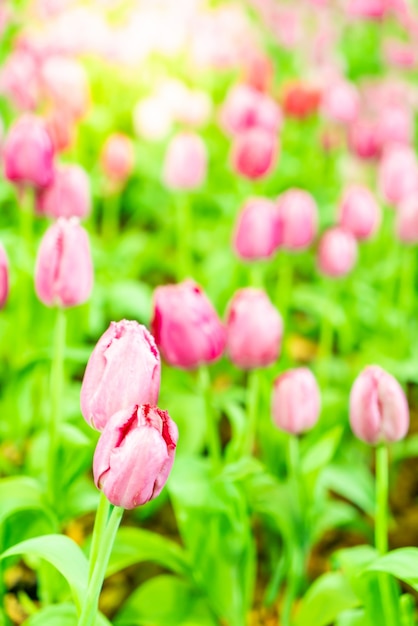 Tulipani belli e colorati in giardino