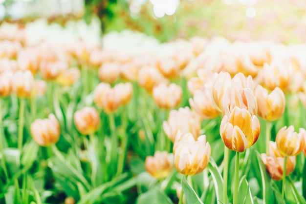 Tulipani belli e colorati in giardino