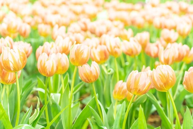 Tulipani belli e colorati in giardino