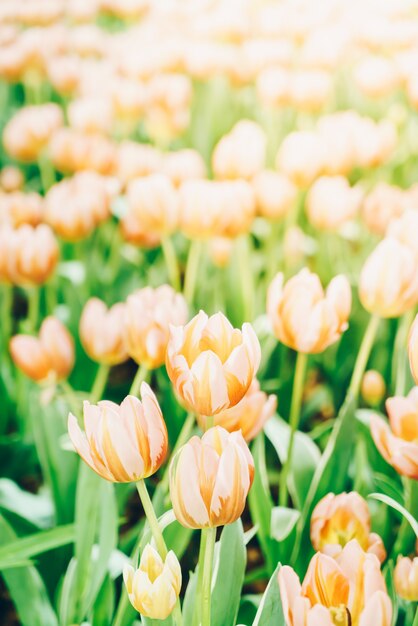 Tulipani belli e colorati in giardino