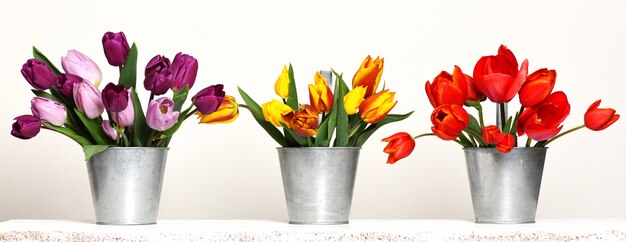 Tulipani bellissimi