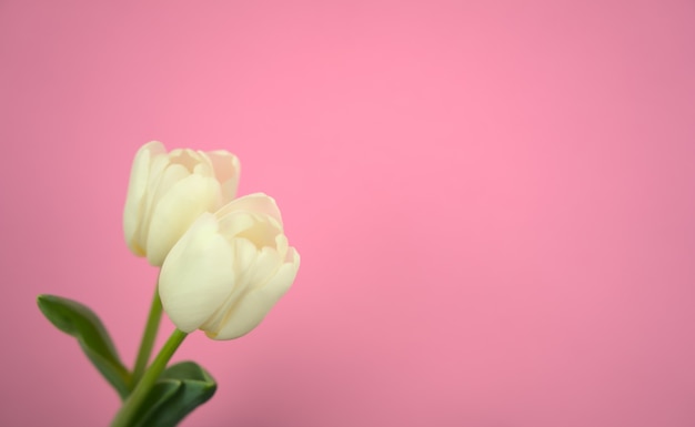 Tulipani bianchi con sfondo astratto pastello rosa Spazio libero per la tua immagine di testo o messaggio