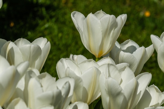 Tulipani bianchi con un insetto su un petalo