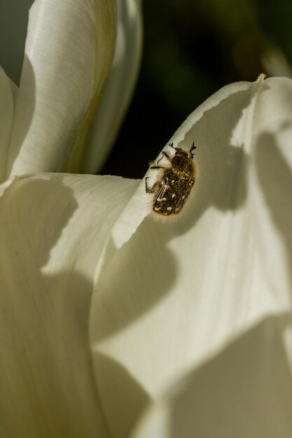 Tulipani bianchi con un insetto su un petalo