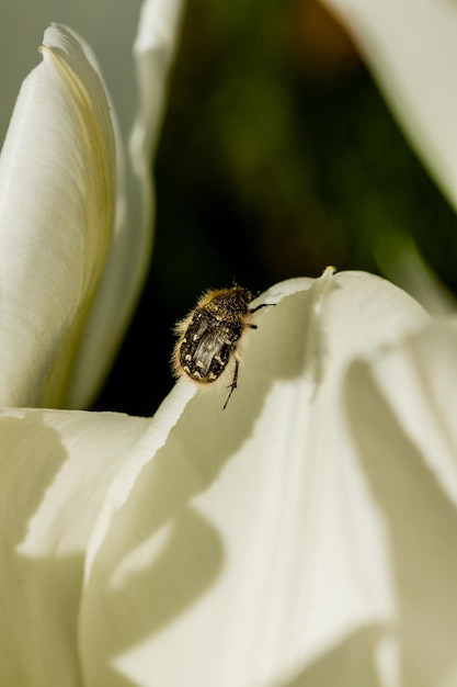 Tulipani bianchi con un insetto su un petalo