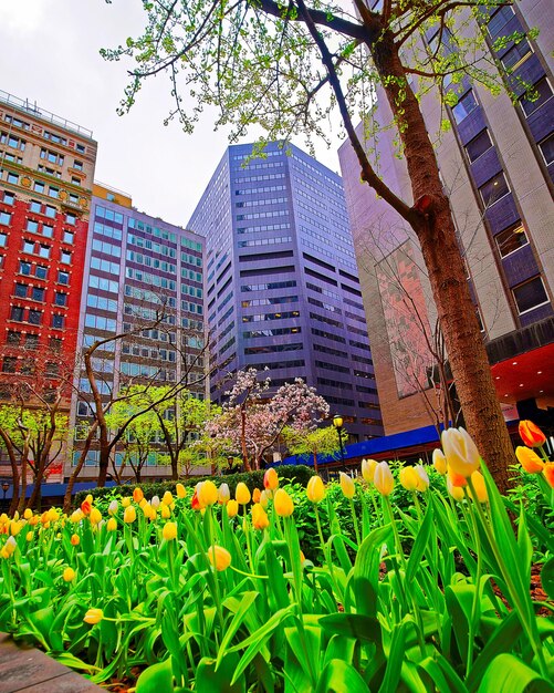 Tulipani bianchi e gialli in fiore a Bryant Park nel centro di Manhattan, New York, Stati Uniti. Stati Uniti d'America. New York, Stati Uniti. Skyline con grattacieli e paesaggio urbano americano.