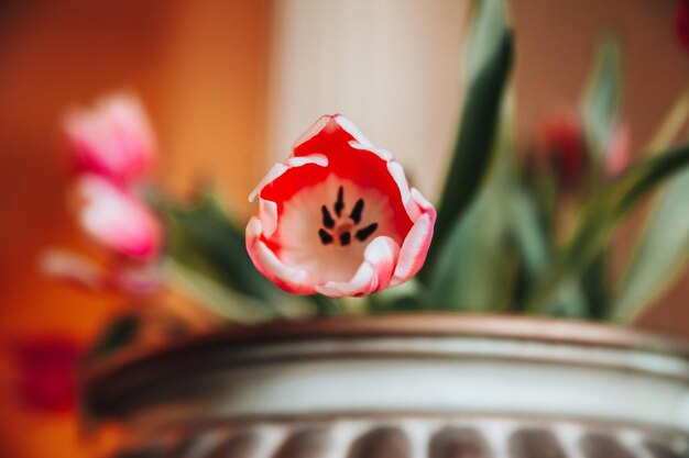 Tulipani bianchi e rosa in un vecchio vaso vintage a casa