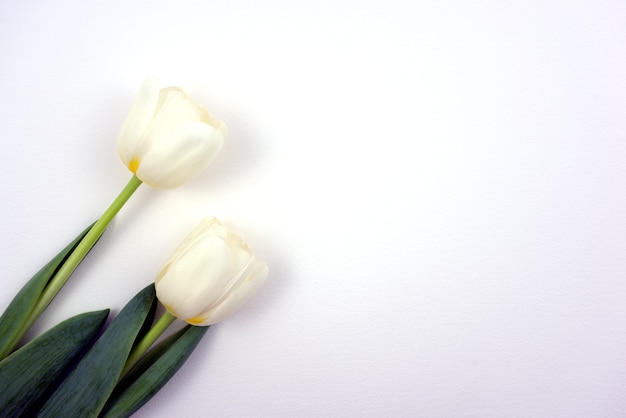 Tulipani bianchi freschi piatti adagiati su sfondo bianco ombra.