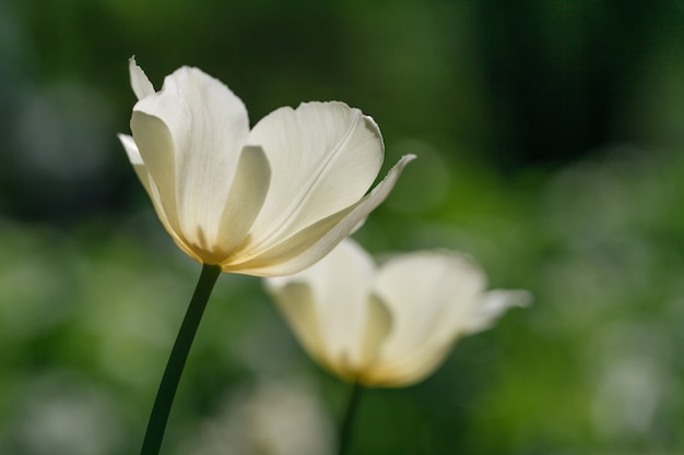 Tulipani bianchi freschi soleggiati