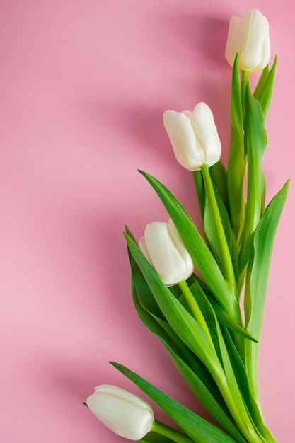 Tulipani bianchi freschi su sfondo rosa Simbolo di purezza e tenerezza Posto per il testo