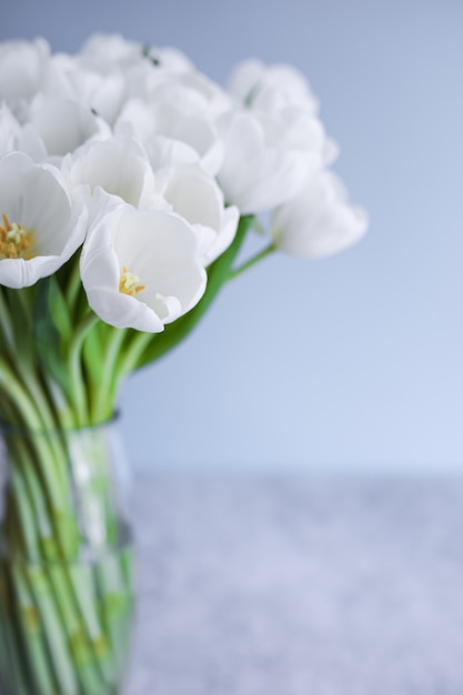 Tulipani bianchi in vaso trasparente su sfondo colorato. Concetto di primavera.