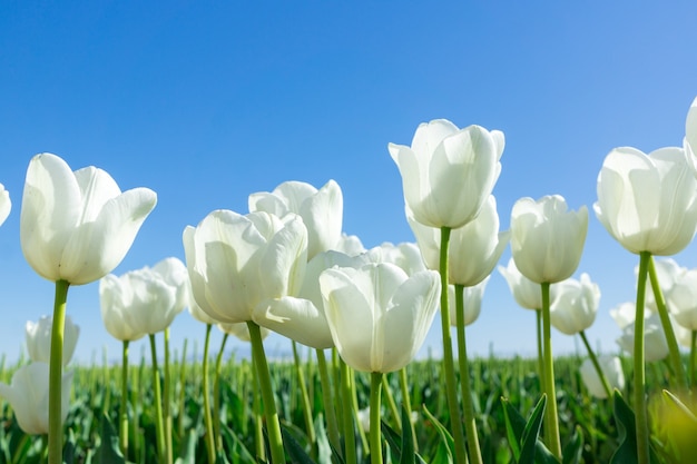 Tulipani bianchi su sfondo azzurro del cielo. Composizione primaverile fresca