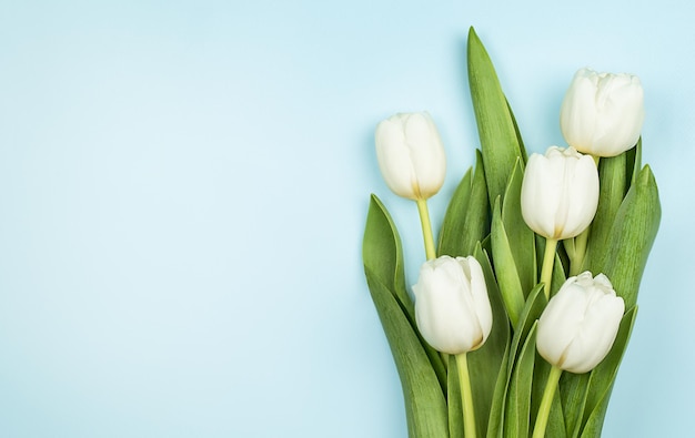 Tulipani bianchi su sfondo azzurro