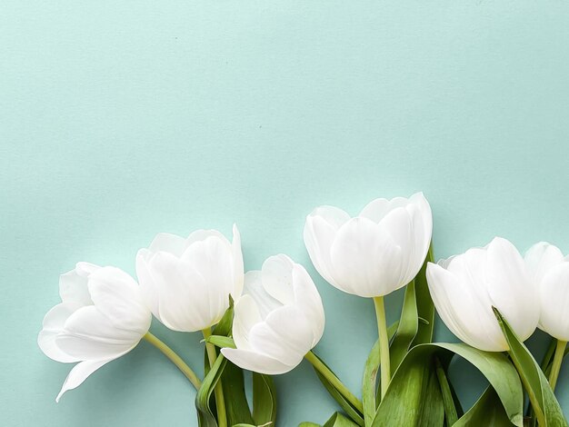 Tulipani bianchi su sfondo di menta bellissimi fiori come concetto di natura di sfondo flatlay