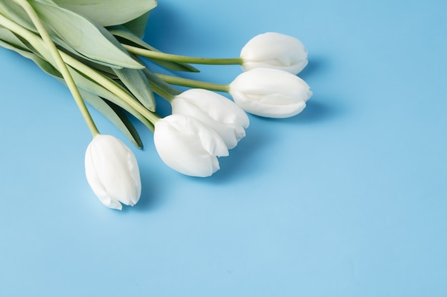 Tulipani bianchi sul tavolo blu