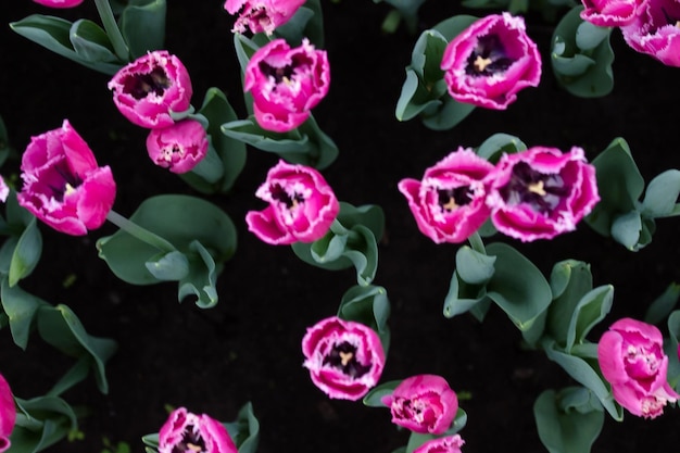 Tulipani che crescono in un bellissimo giardino in primavera