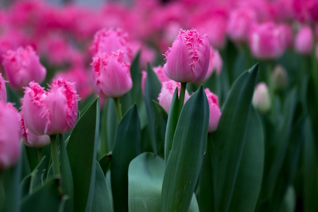 Tulipani che crescono in un bellissimo giardino in primavera