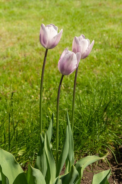 Tulipani che crescono sul letto del giardino con sfondo sfocato