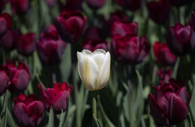 Tulipani che fioriscono in primavera