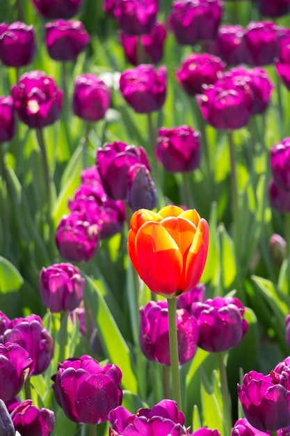 Tulipani che fioriscono in primavera