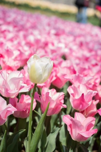 Tulipani che fioriscono in primavera