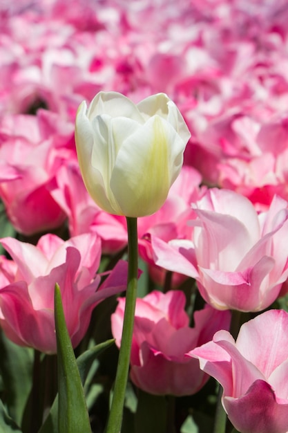 Tulipani che fioriscono in primavera