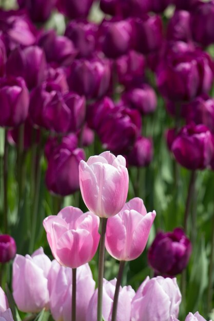 Tulipani che fioriscono in primavera