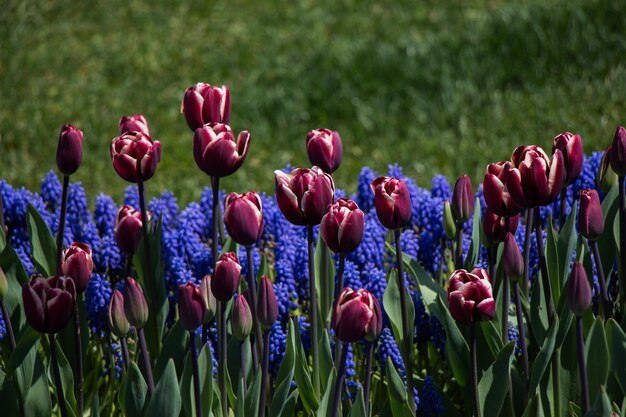 Tulipani che fioriscono in primavera