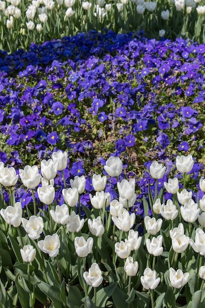 Tulipani che fioriscono in primavera