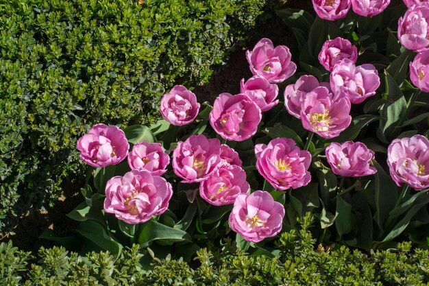 Tulipani che fioriscono in primavera