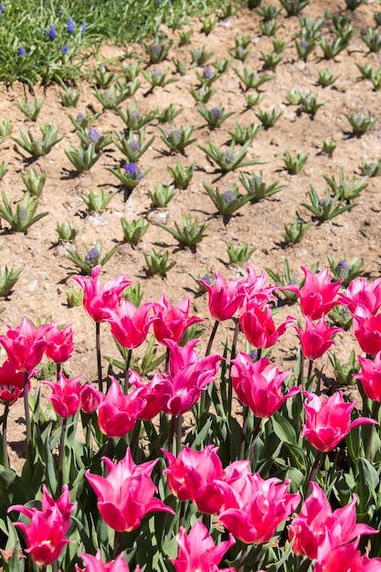 Tulipani che fioriscono in primavera